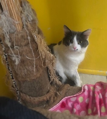 PJ, Adoptable, Young Male Domestic Short Hair.