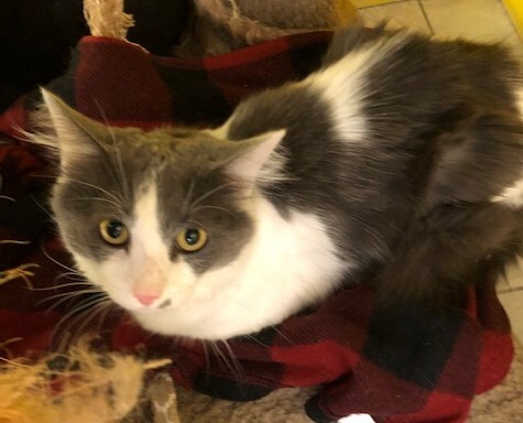 PJ, a Adoptable mixed breed in Owensboro, KY image 2/12