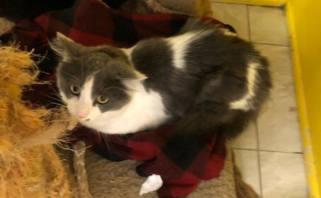 PJ, a Adoptable mixed breed in Owensboro, KY image 3/12