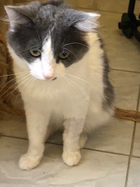 PJ, a Adoptable mixed breed in Owensboro, KY image 4/12