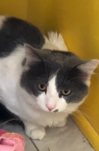 PJ, a Adoptable mixed breed in Owensboro, KY image 5/12