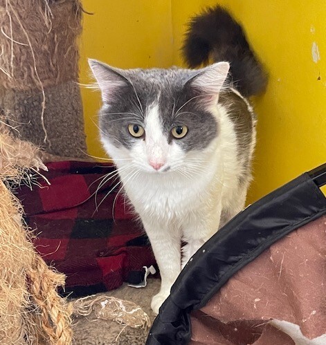 PJ, a Adoptable mixed breed in Owensboro, KY image 6/12