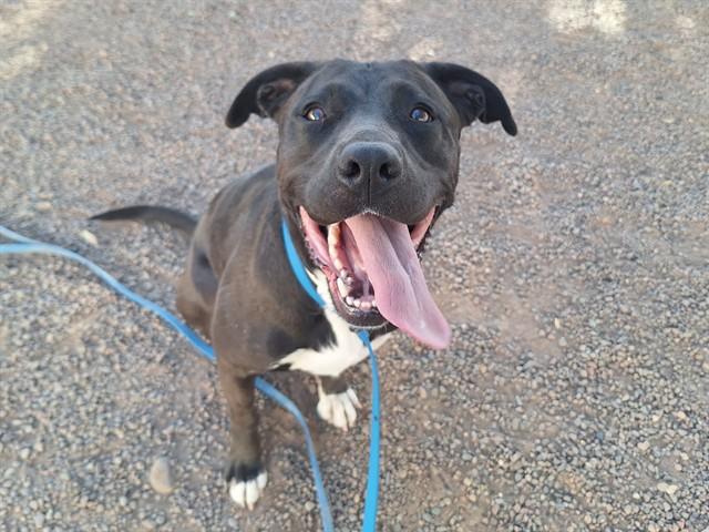 MACY, Adoptable, Adult Female Labrador Retriever & Pit Bull Terrier.