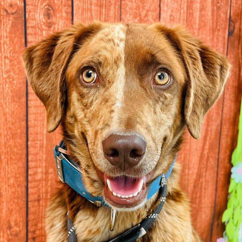 Blue, Adoptable, Young Male German Shorthaired Pointer & Chocolate Labrador Retriever.
