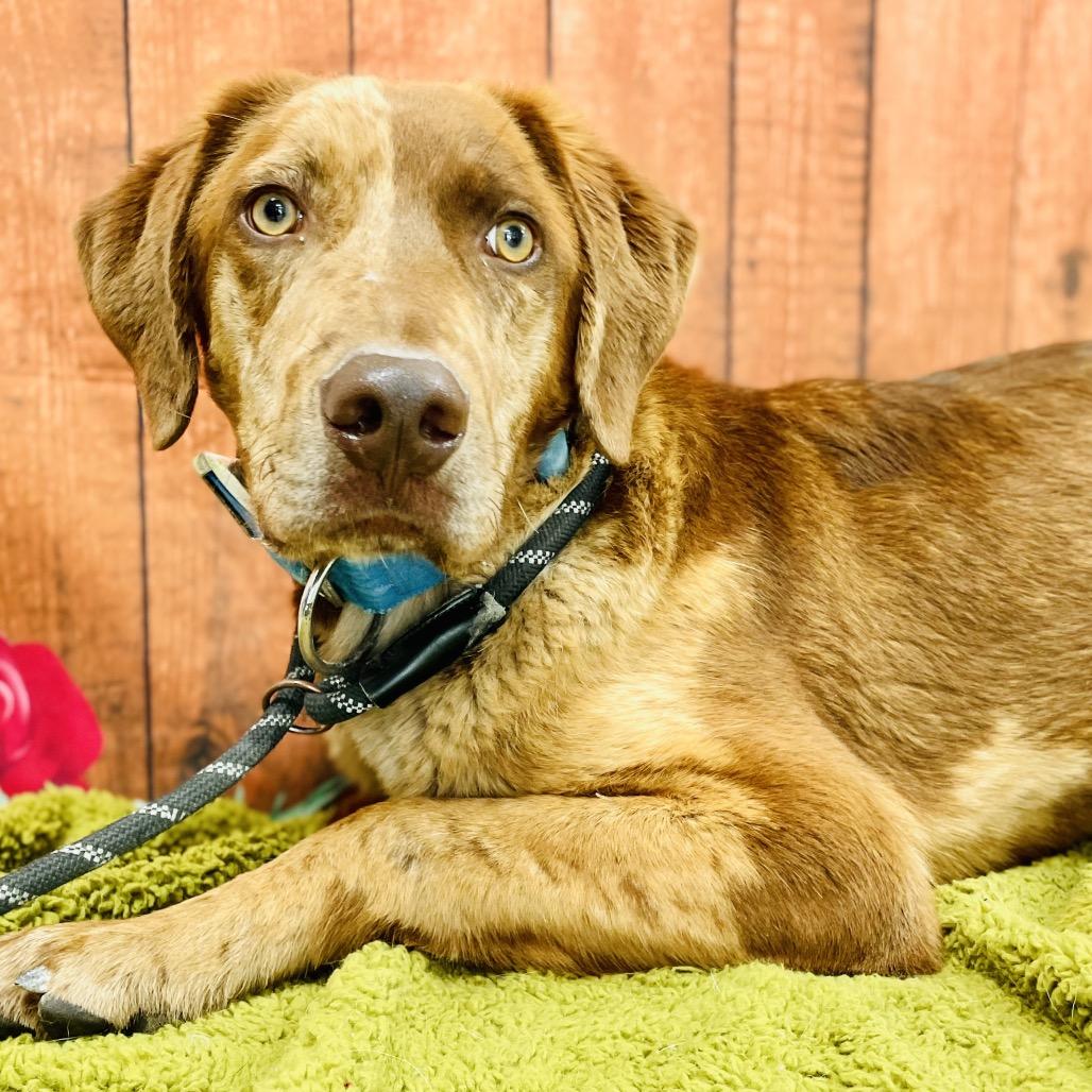 Enlarge Blue, a Adoptable mixed breed in Lebanon, MO image 2/4