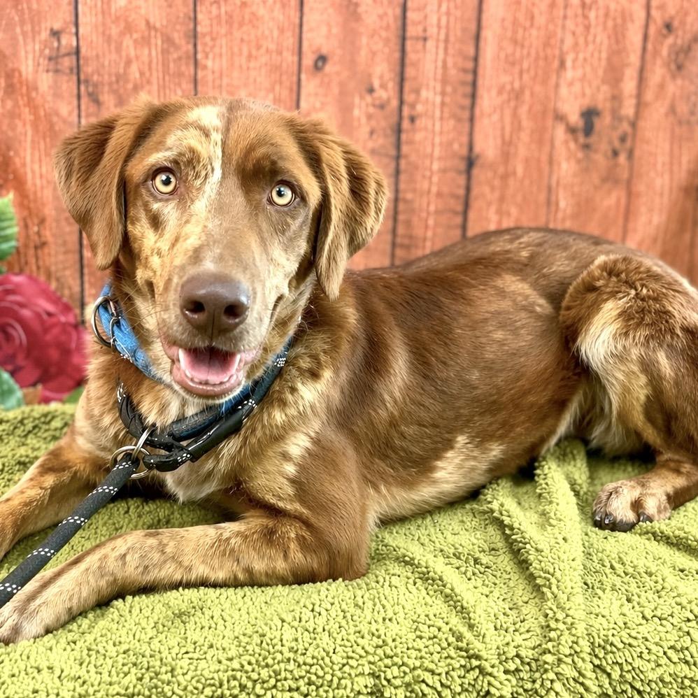 Enlarge Blue, a Adoptable mixed breed in Lebanon, MO image 3/4