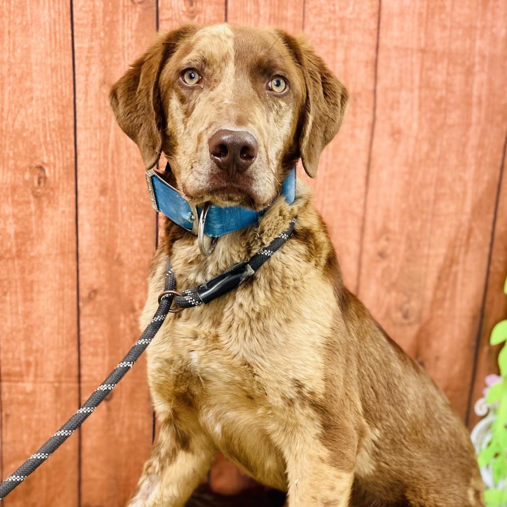 Enlarge Blue, a Adoptable mixed breed in Lebanon, MO image 4/4