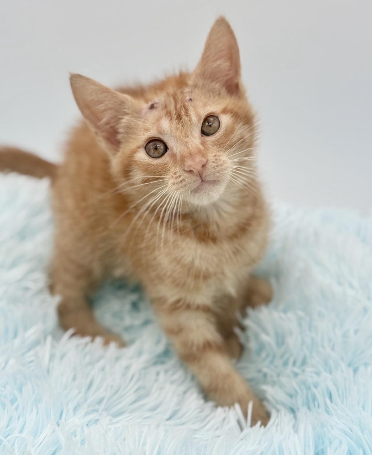 Skully, a Adoptable Domestic Short Hair in Covington, LA image 4/6
