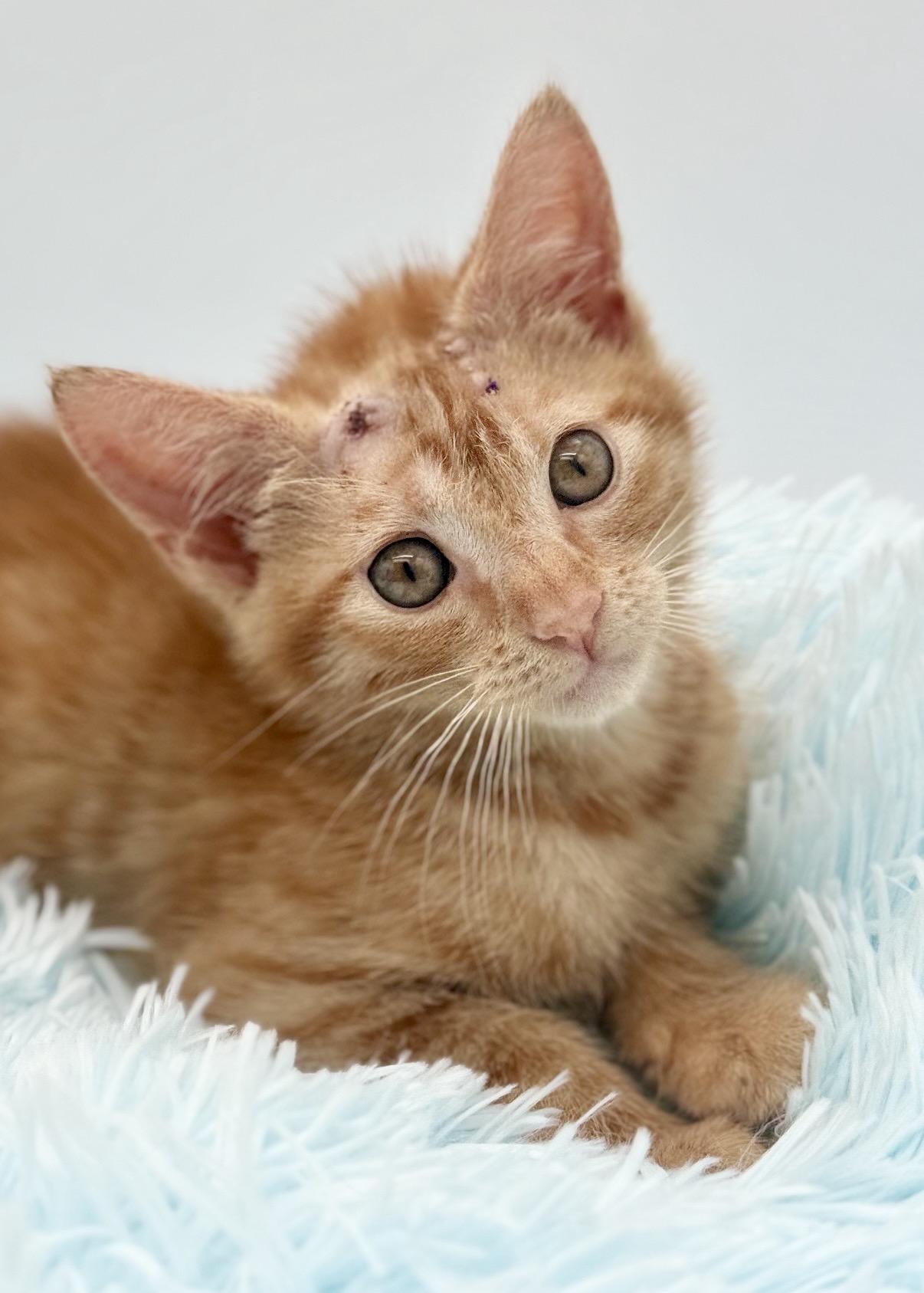 Skully, a Adoptable Domestic Short Hair in Covington, LA image 5/6