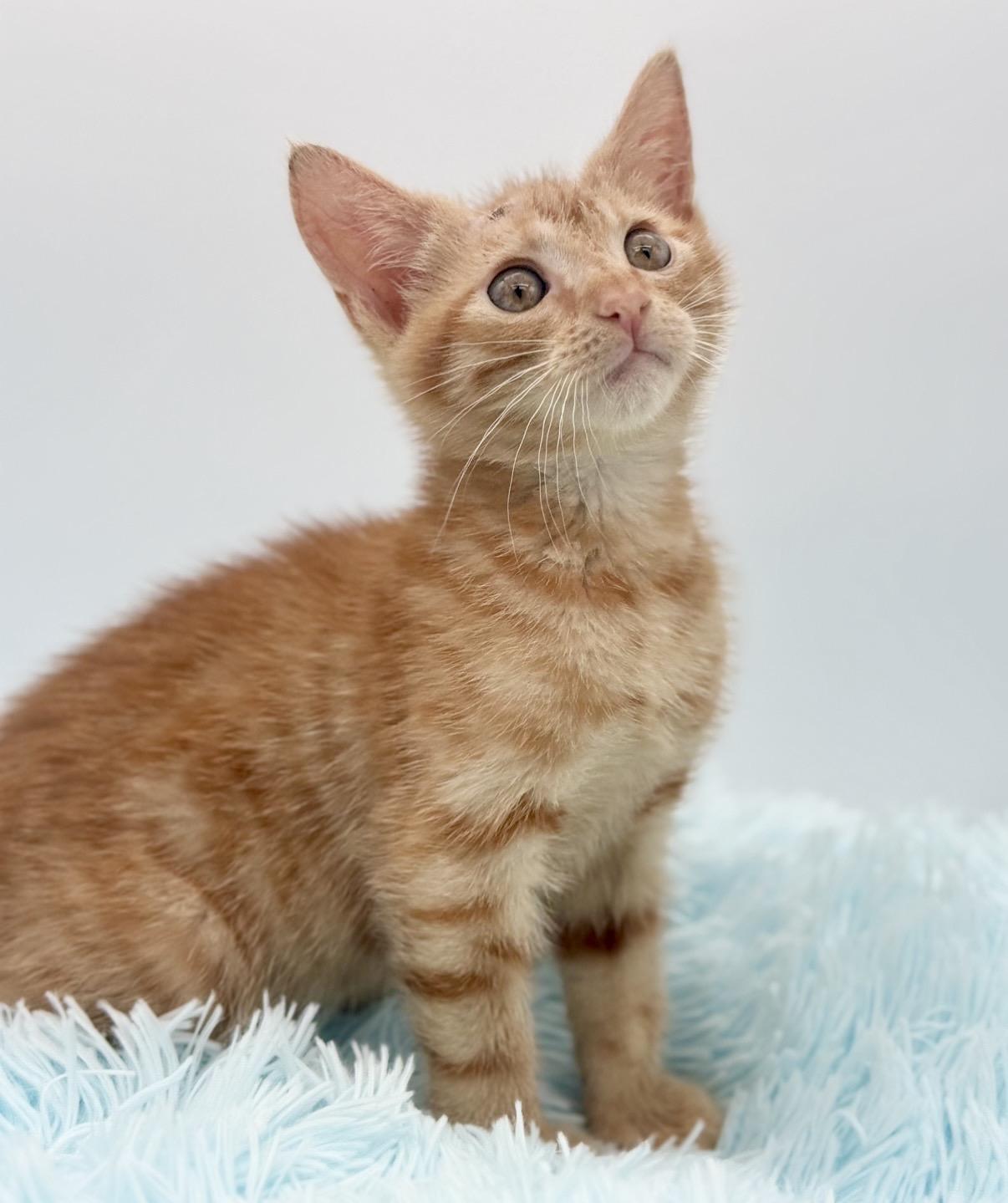 Skully, a Adoptable Domestic Short Hair in Covington, LA image 3/6