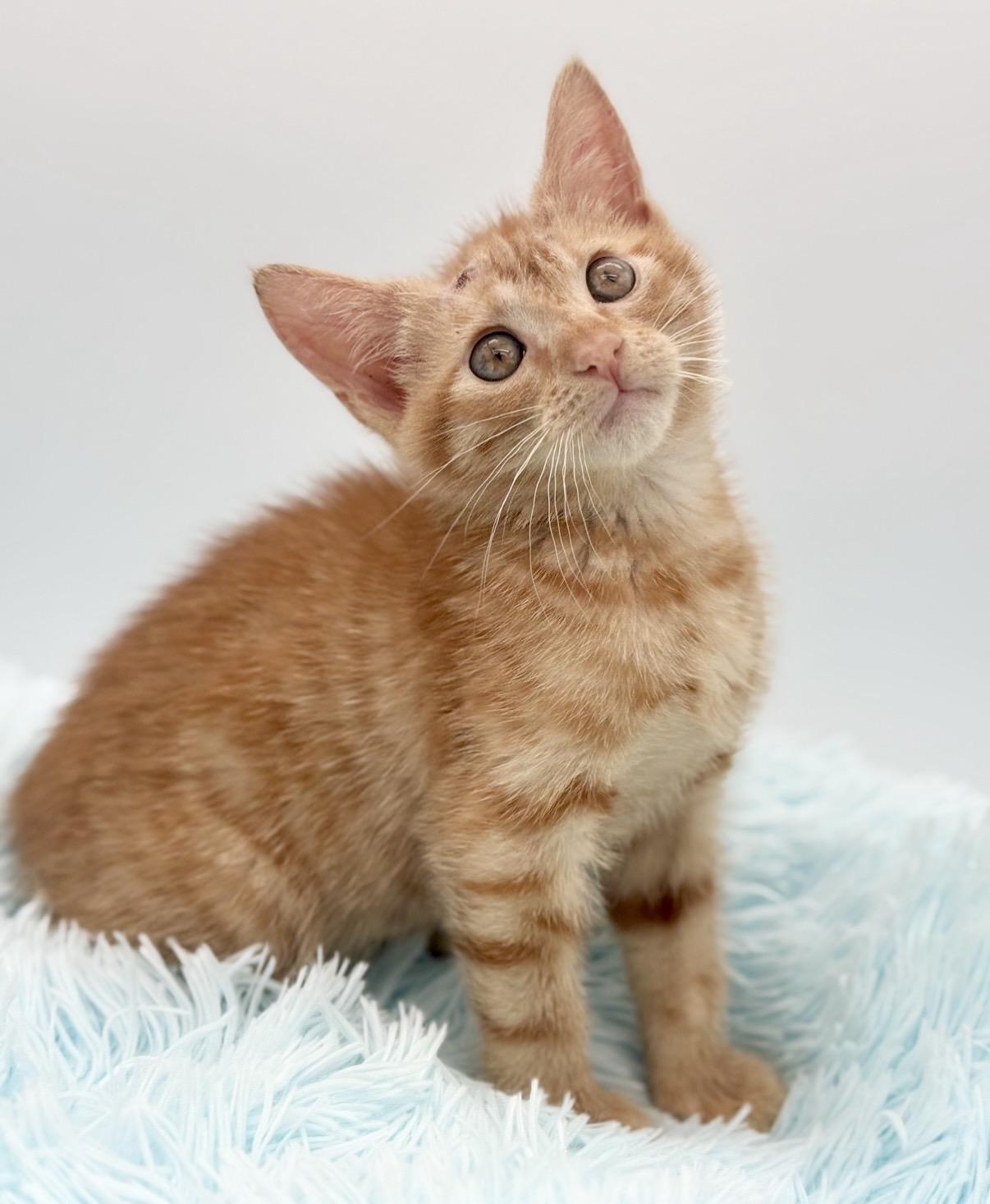 Skully, a Adoptable Domestic Short Hair in Covington, LA image 1/6