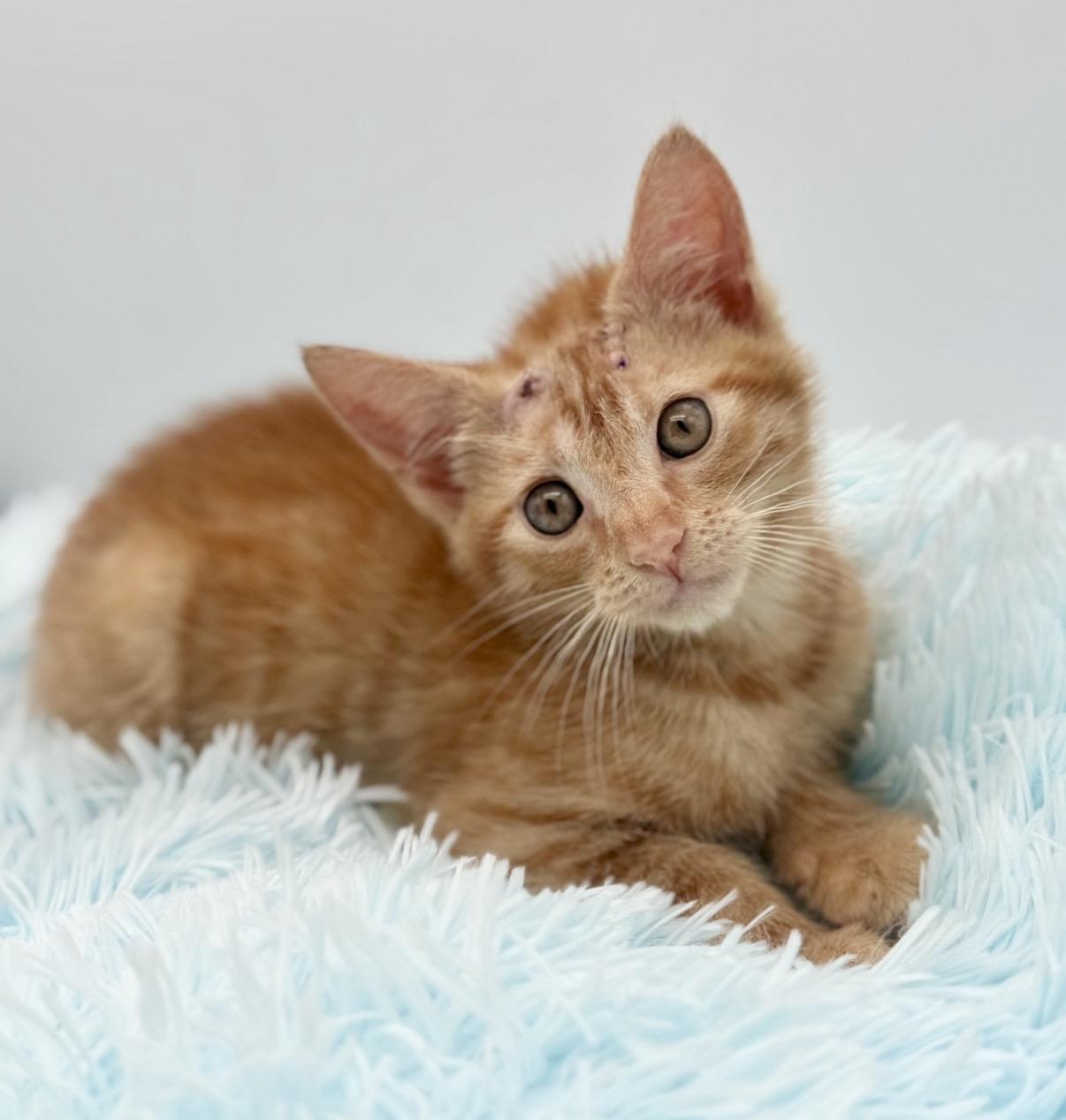 Skully, a Adoptable Domestic Short Hair in Covington, LA image 6/6