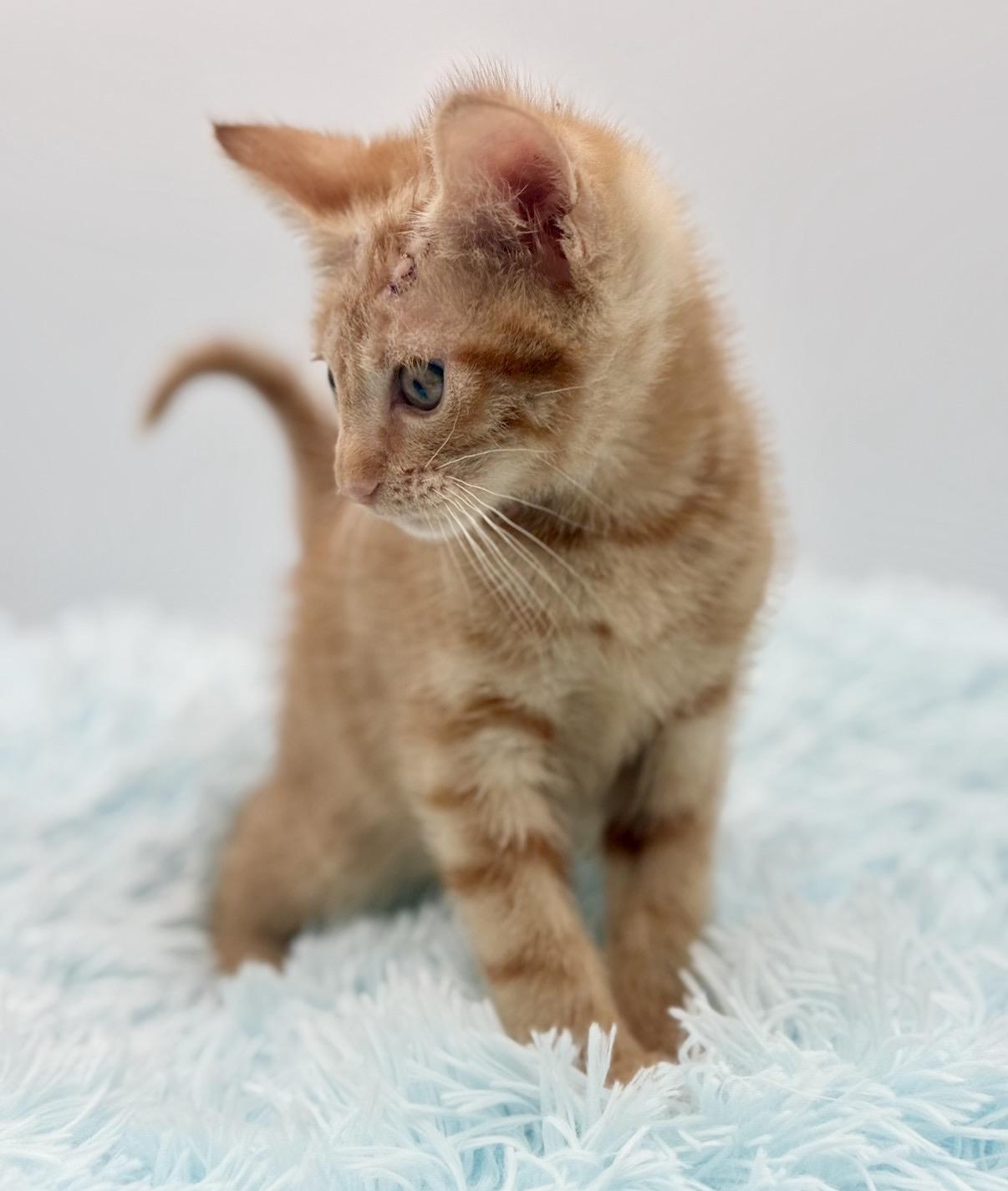 Skully, a Adoptable Domestic Short Hair in Covington, LA image 2/6