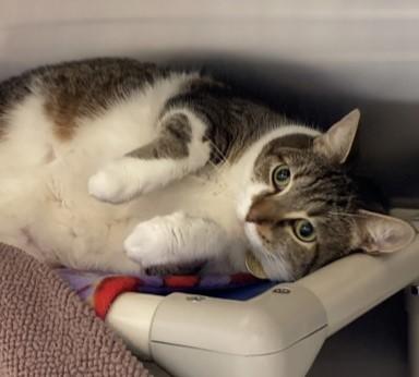 Enlarge Mewmew, a ADOPTABLE mixed breed in Lansing, MI image 2/3