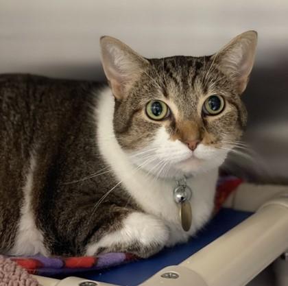 Enlarge Mewmew, a ADOPTABLE mixed breed in Lansing, MI image 3/3