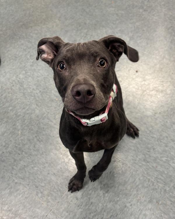 My Little Bestie, Adoptable, Young Female Labrador Retriever & Weimaraner.