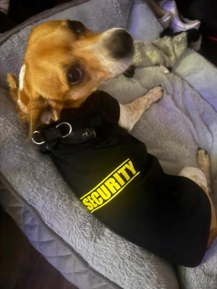 Poppy, an adopted mixed breed in Matthews, NC image 2/4