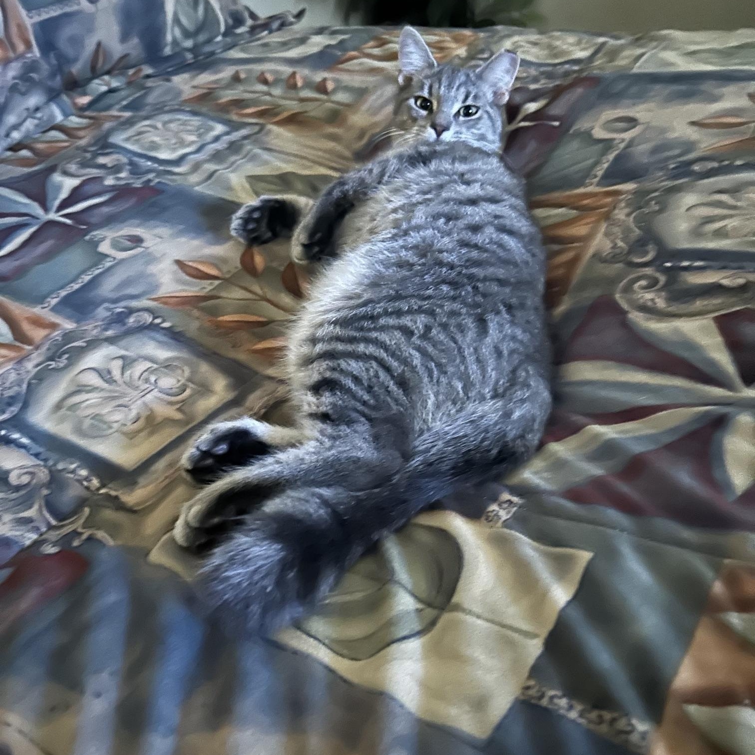 Enlarge Tigger, a Adoptable Domestic Short Hair in Findlay, OH image 3/3