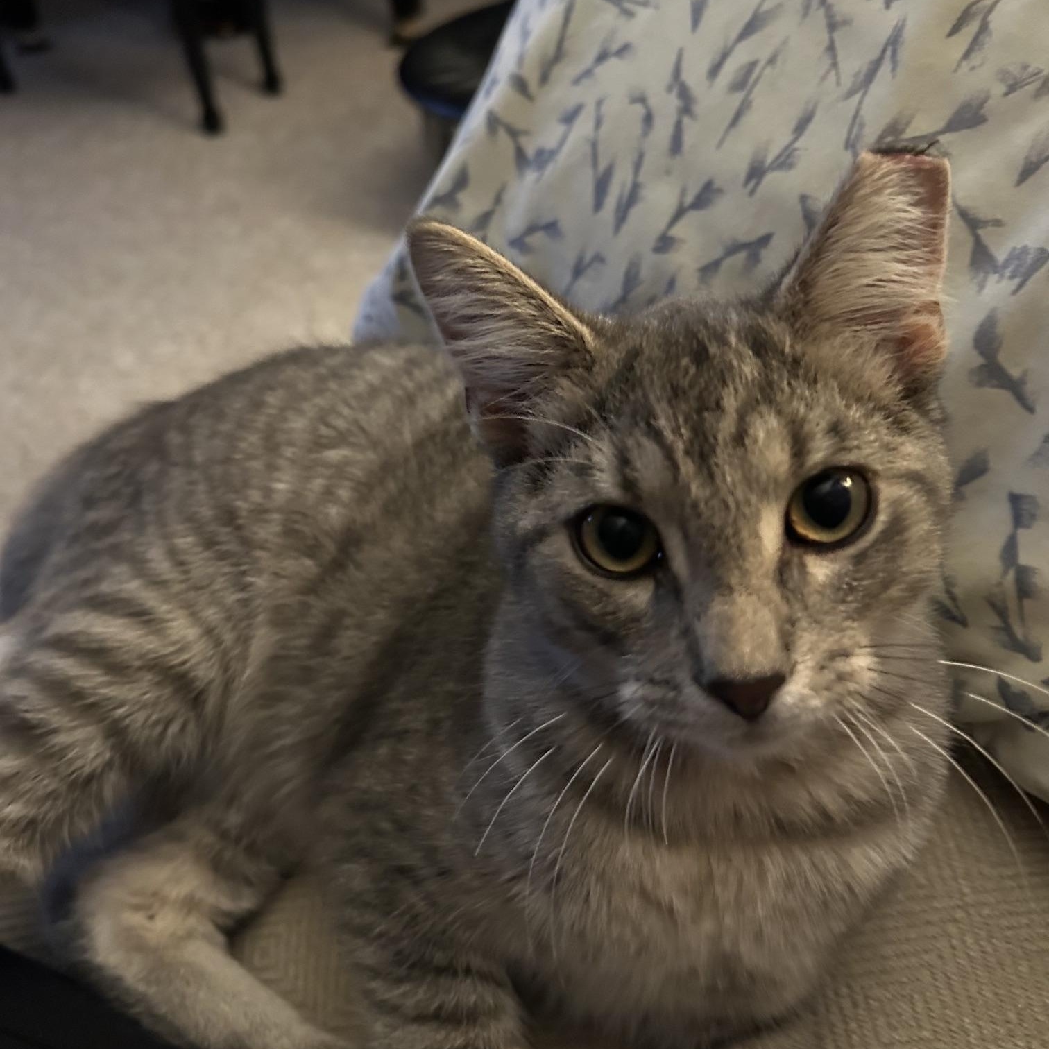 Tigger, Adoptable, Young Male Domestic Short Hair.