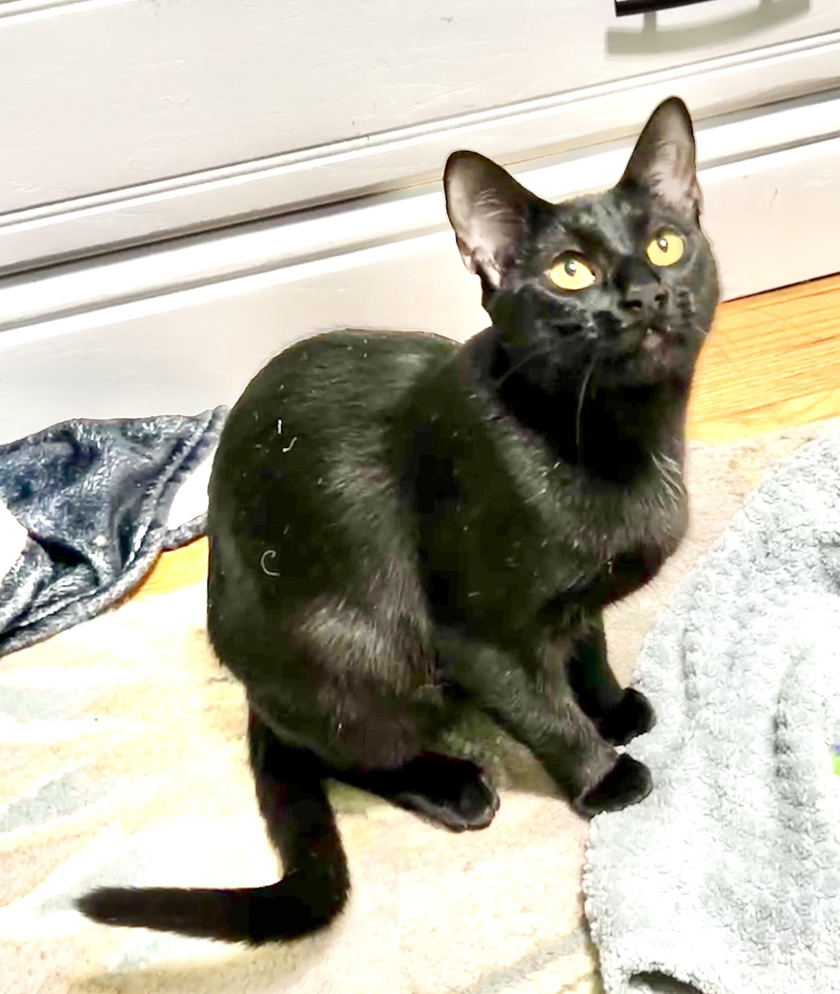 Ayla — thumbnail 3