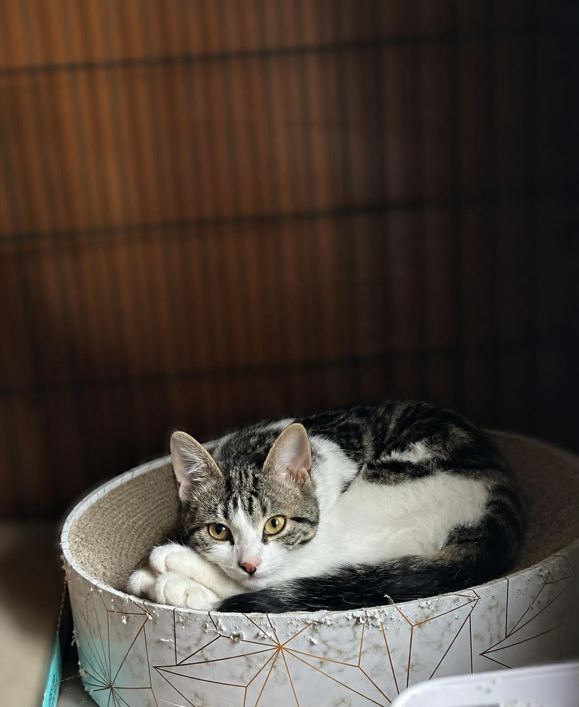 Olympia, ADOPTABLE, Kitten Female Domestic Short Hair.
