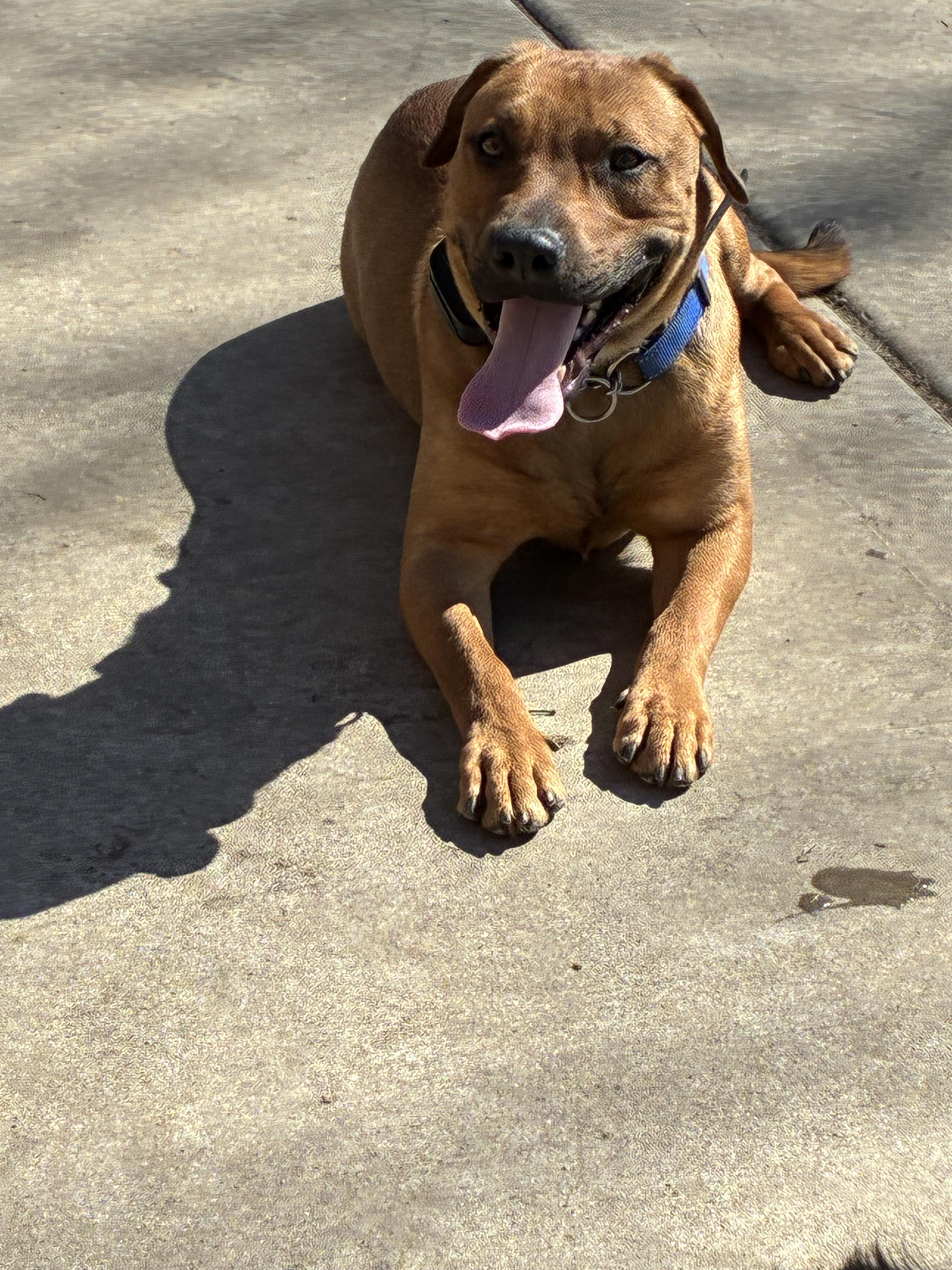 Enlarge Fred, a ADOPTABLE mixed breed in Joliet, IL image 2/6