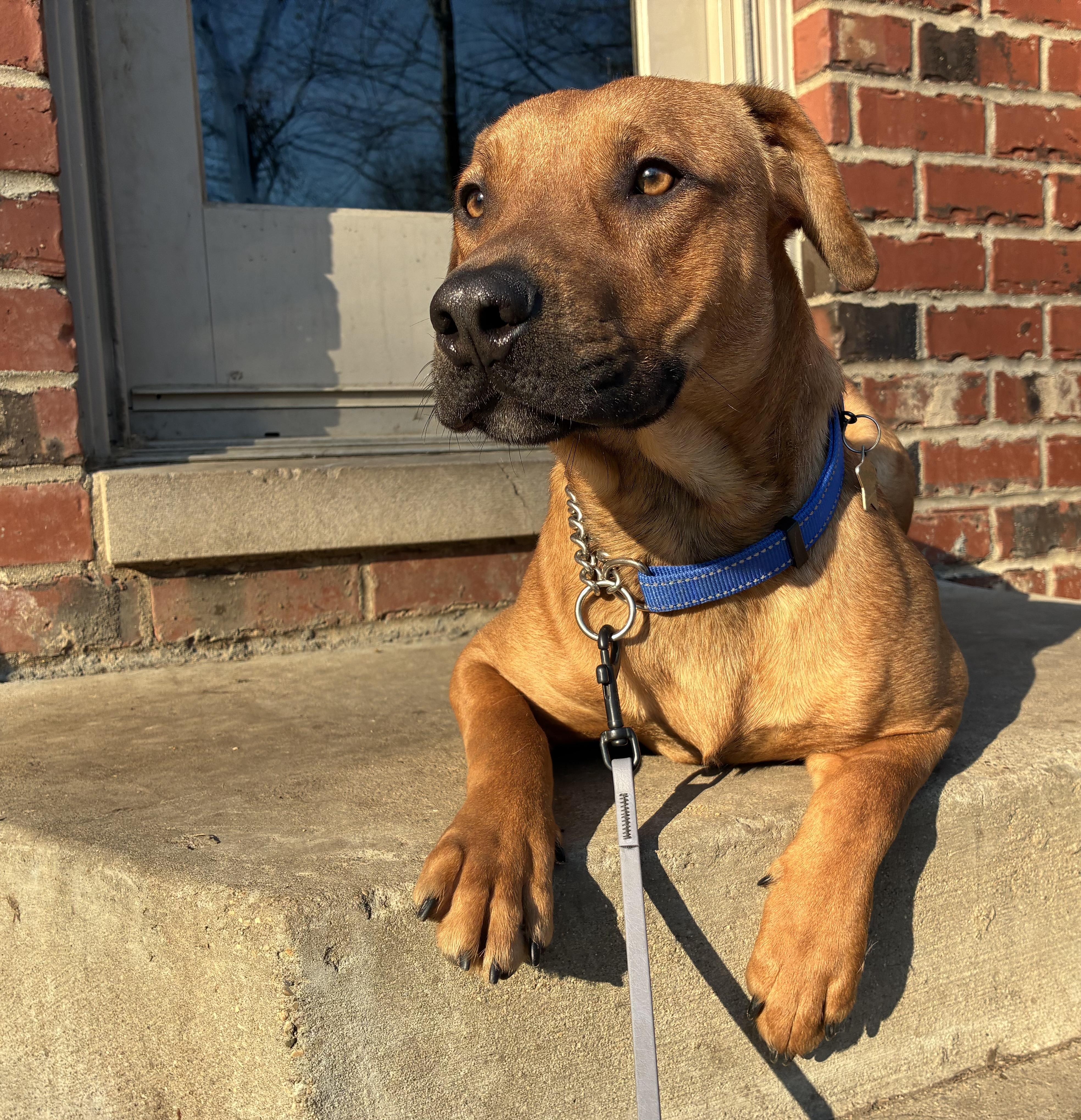Fred, ADOPTABLE, Young Male Vizsla & Mixed Breed.