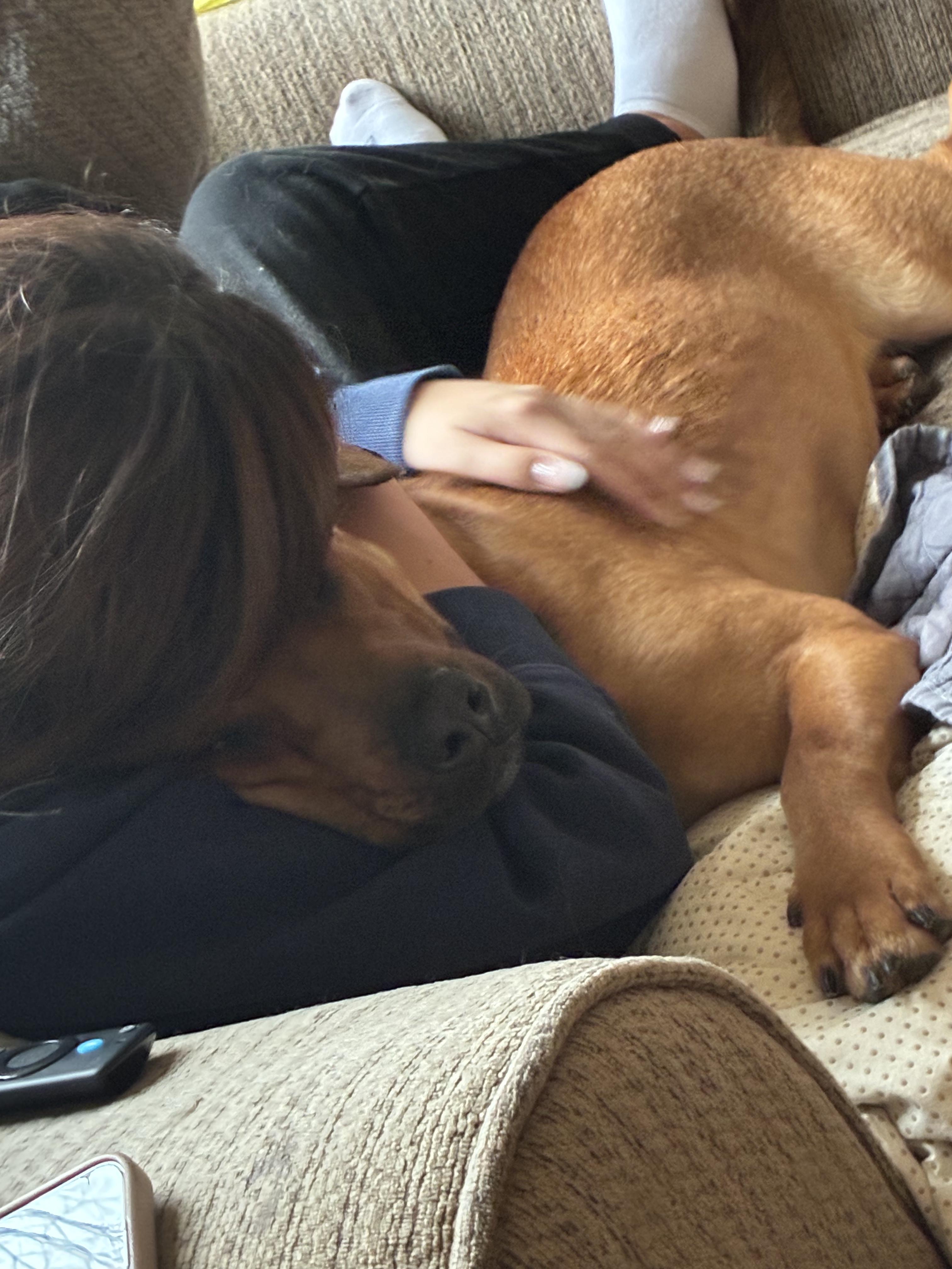 Enlarge Fred, a ADOPTABLE mixed breed in Joliet, IL image 6/6