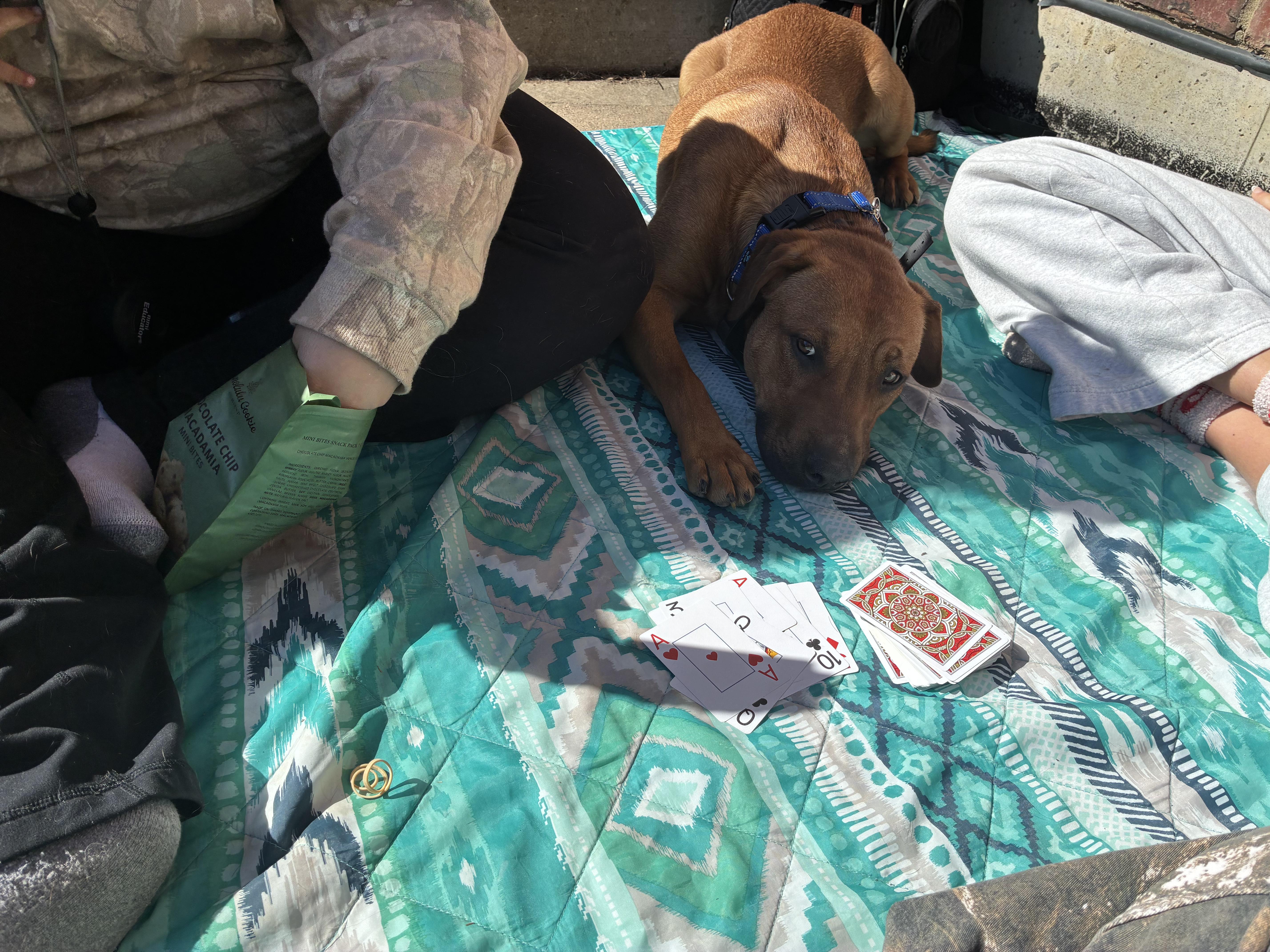 Enlarge Fred, a ADOPTABLE mixed breed in Joliet, IL image 5/6