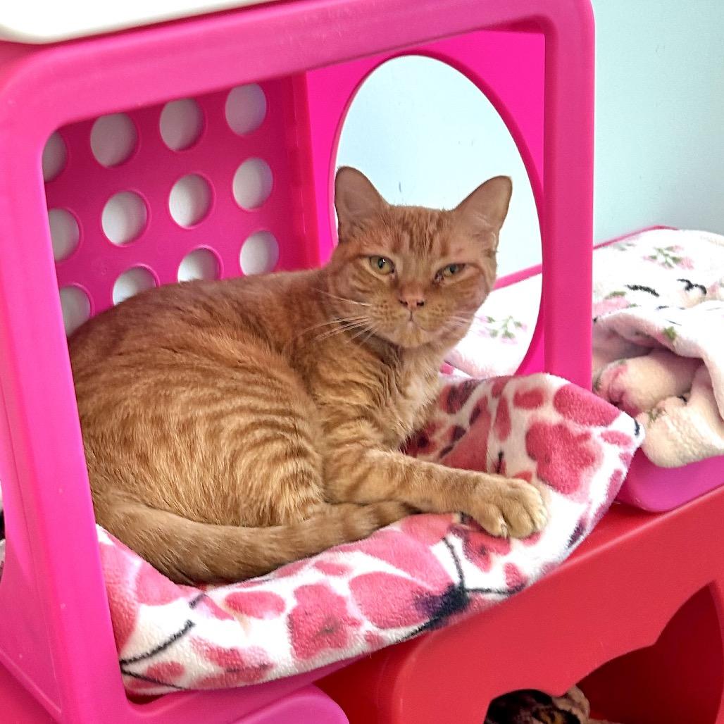 Enlarge Eno, a Adoptable Domestic Short Hair in Port Richey, FL image 1/5