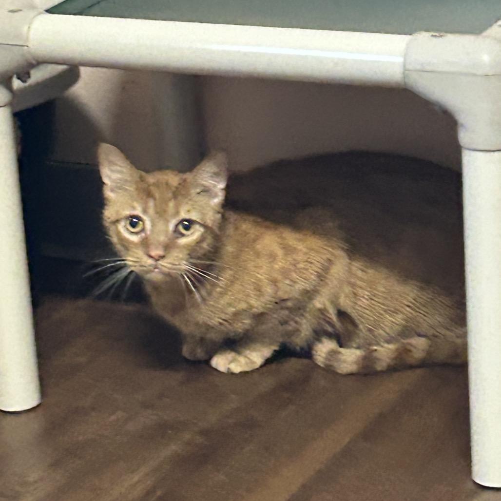 Enlarge Eno, a Adoptable Domestic Short Hair in Port Richey, FL image 2/5