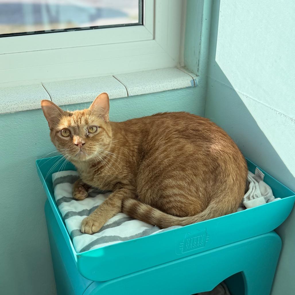 Enlarge Eno, a Adoptable Domestic Short Hair in Port Richey, FL image 3/5