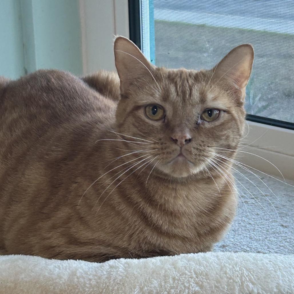 Enlarge Eno, a Adoptable Domestic Short Hair in Port Richey, FL image 4/5