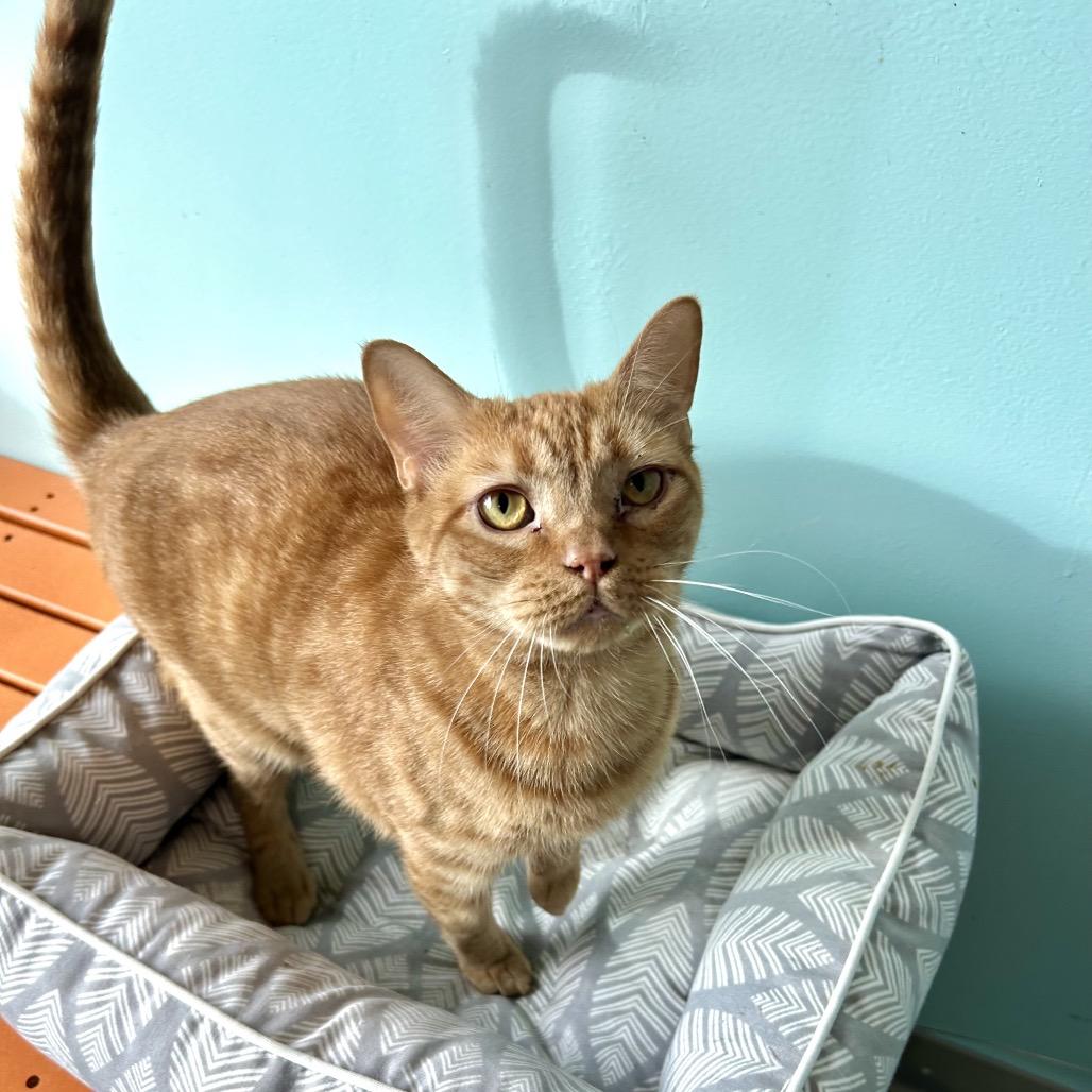 Enlarge Eno, a Adoptable Domestic Short Hair in Port Richey, FL image 5/5