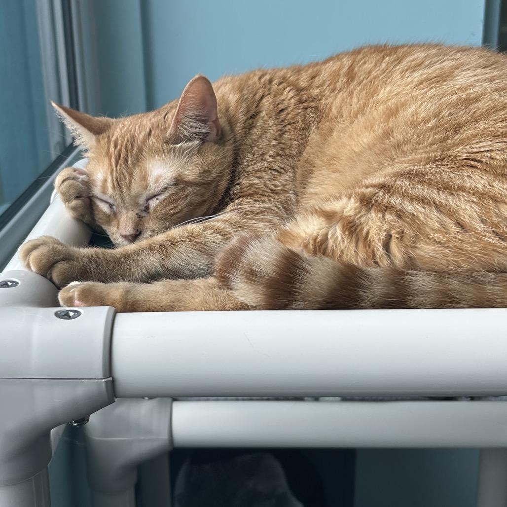 Enlarge Eno, a Adoptable Domestic Short Hair in Port Richey, FL image 6/6