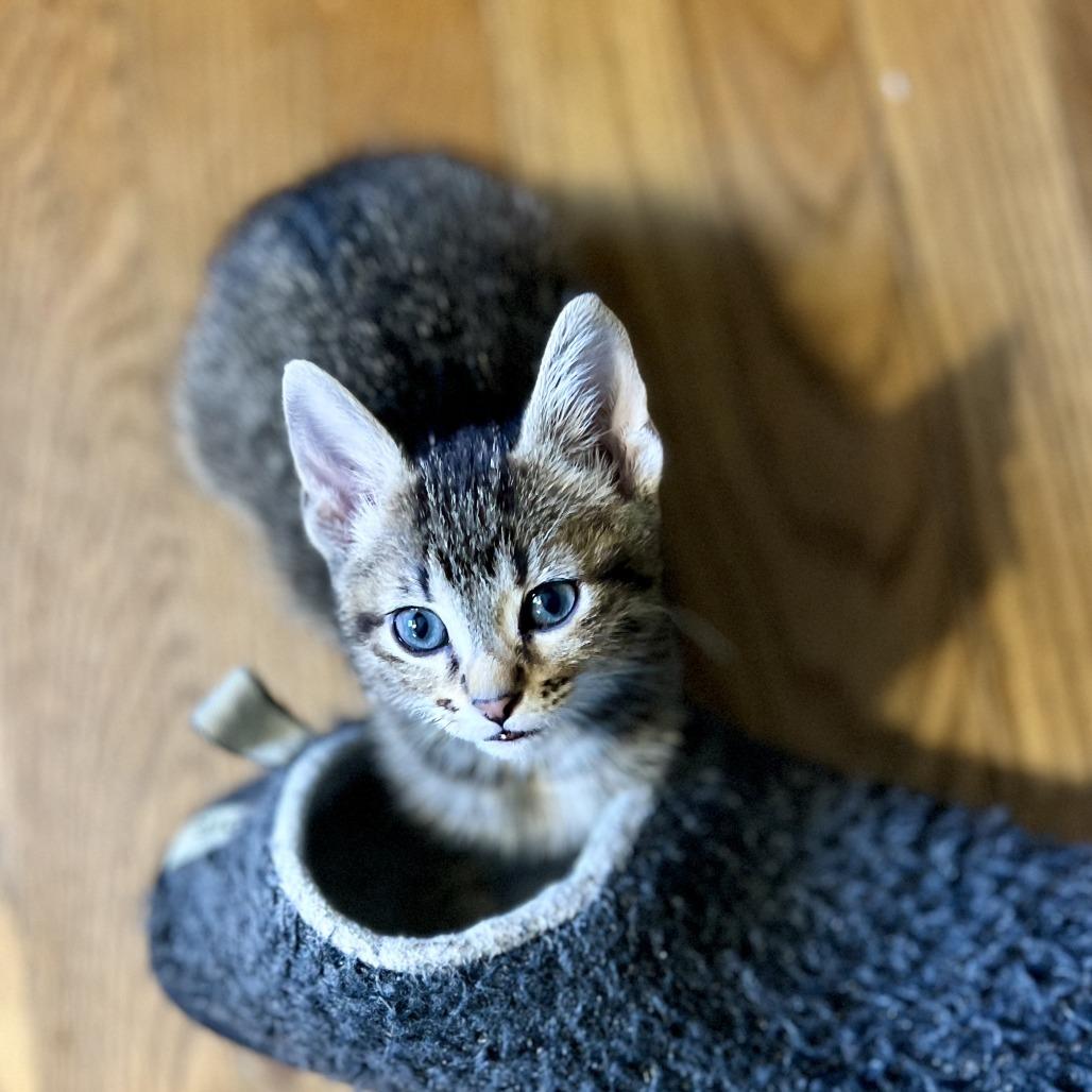 Colonel Mustard, a Adoptable Domestic Short Hair in St. Paul, MN image 1/2