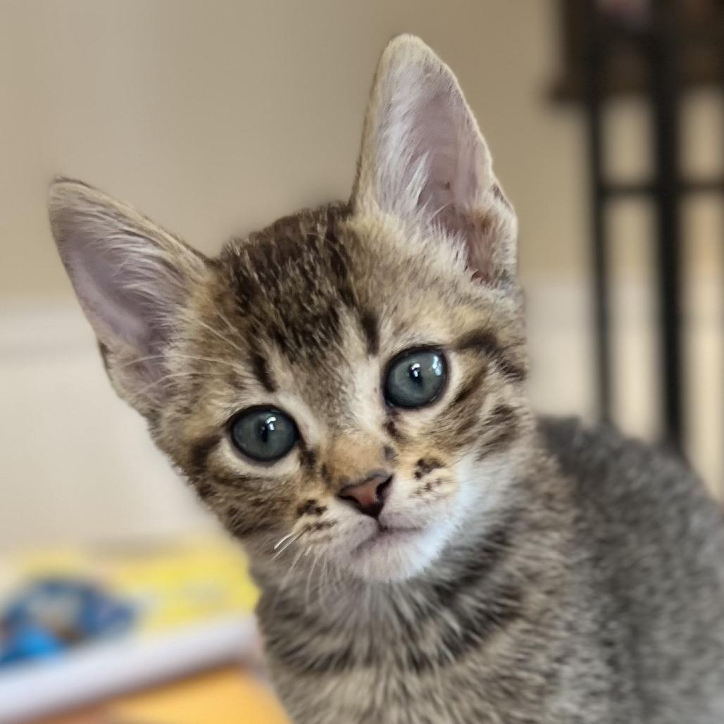 Colonel Mustard, a Adoptable Domestic Short Hair in St. Paul, MN image 2/2