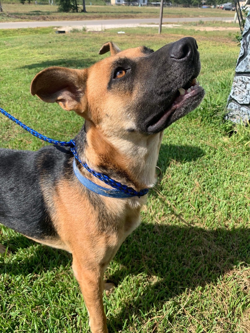 Batman, Adoptable, Adult Male German Shepherd Dog.