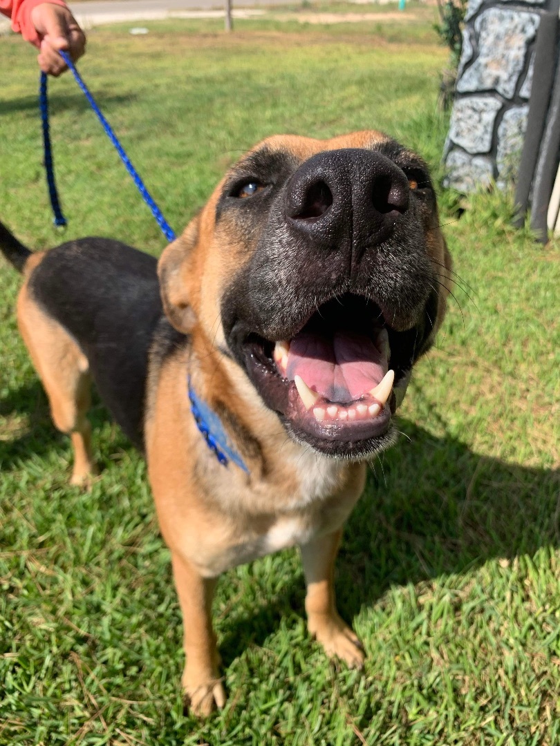 Batman, a Adoptable mixed breed in Seattle, WA image 2/12