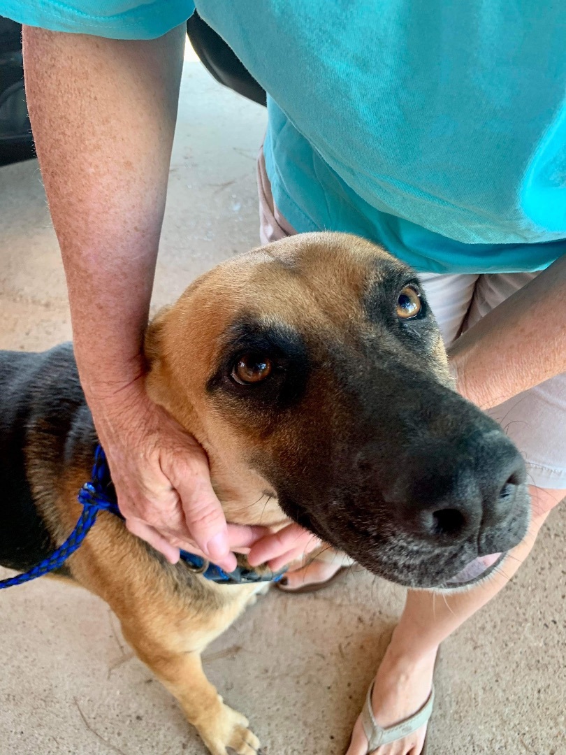 Batman, a Adoptable mixed breed in Seattle, WA image 3/12