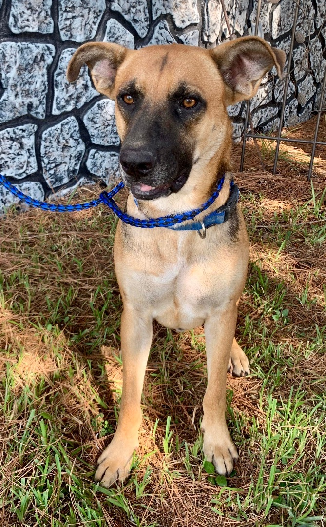 Batman, a Adoptable mixed breed in Seattle, WA image 4/12