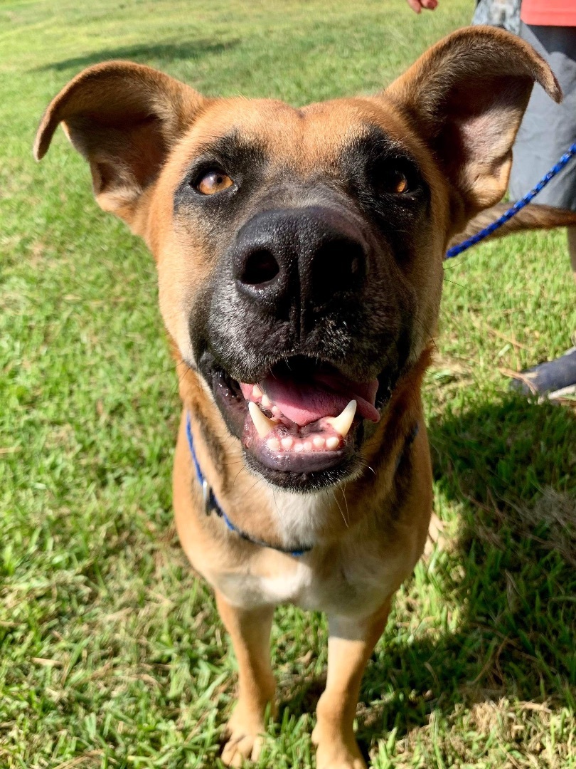 Batman, a Adoptable mixed breed in Seattle, WA image 5/12