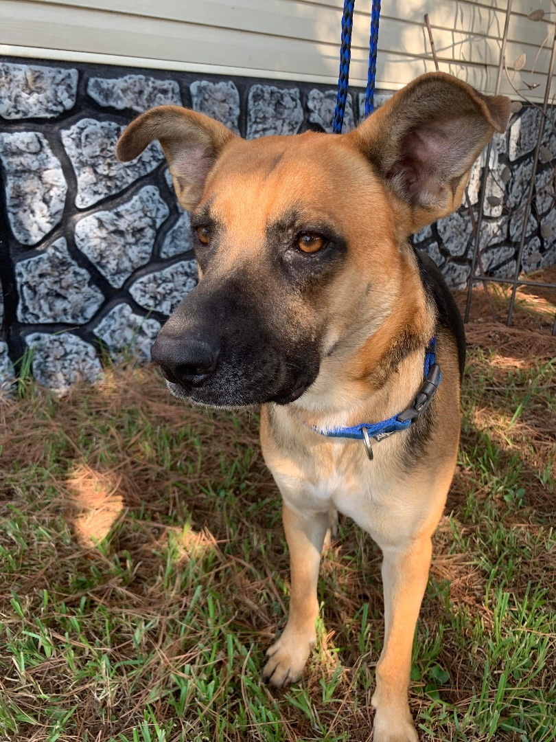 Batman, a Adoptable mixed breed in Seattle, WA image 6/12