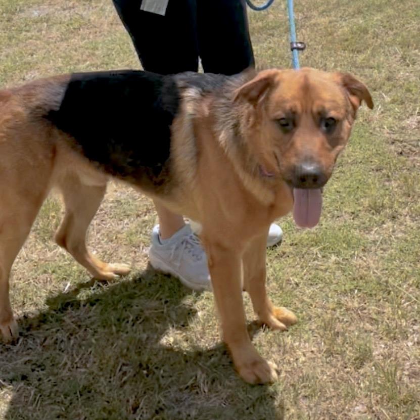 Shepherd Book, Adoptable, Adult Male German Shepherd Dog.