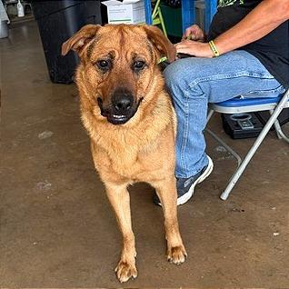 Shepherd Book, Adoptable, Adult Male German Shepherd Dog.