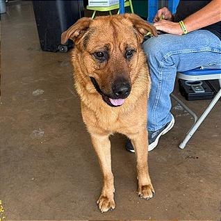 Enlarge Shepherd Book, a Adoptable German Shepherd Dog in Denison, TX image 2/4
