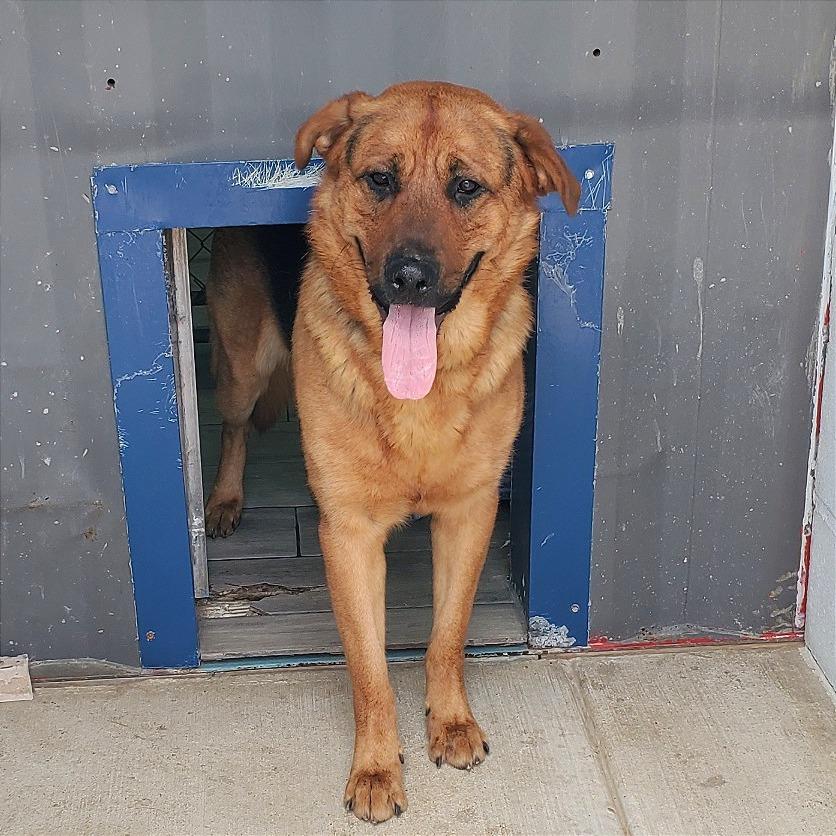 Enlarge Shepherd Book, a Adoptable German Shepherd Dog in Denison, TX image 3/4