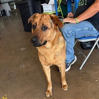 Enlarge Shepherd Book, a Adoptable German Shepherd Dog in Denison, TX image 4/4