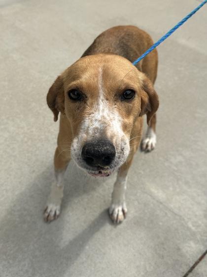 Lolo, Adoptable, Adult Female Hound & Mixed Breed.