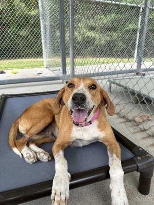 Lolo, a Adoptable mixed breed in King William, VA image 1/3